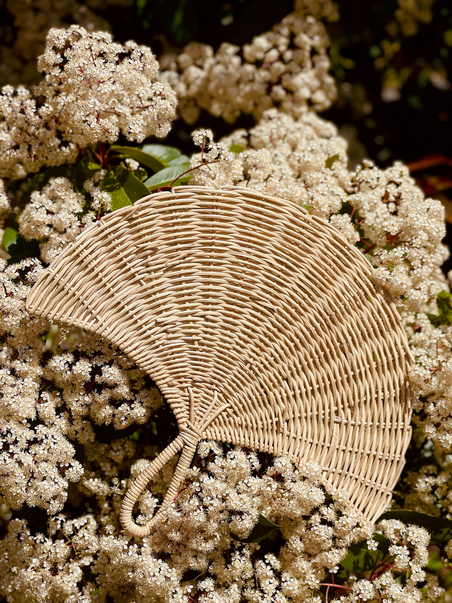 Shell Fan